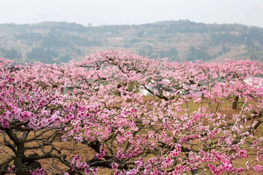 城前兰陵古城桃花节图片