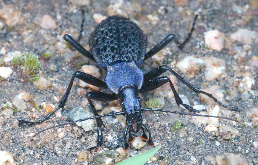 探秘拉步甲:昆虫世界中的独特生命