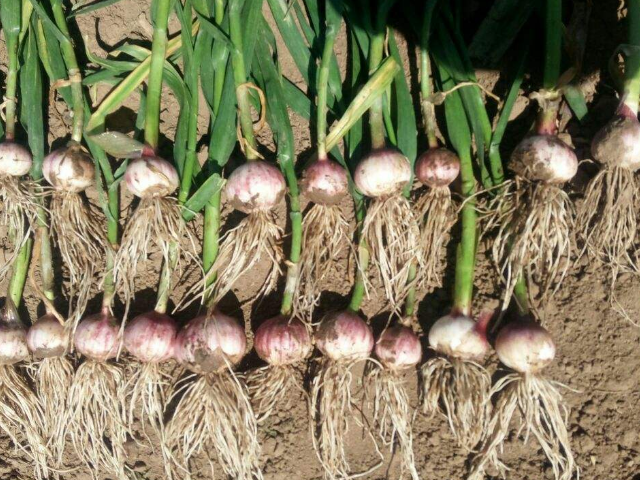 独头蒜用什么种子种的