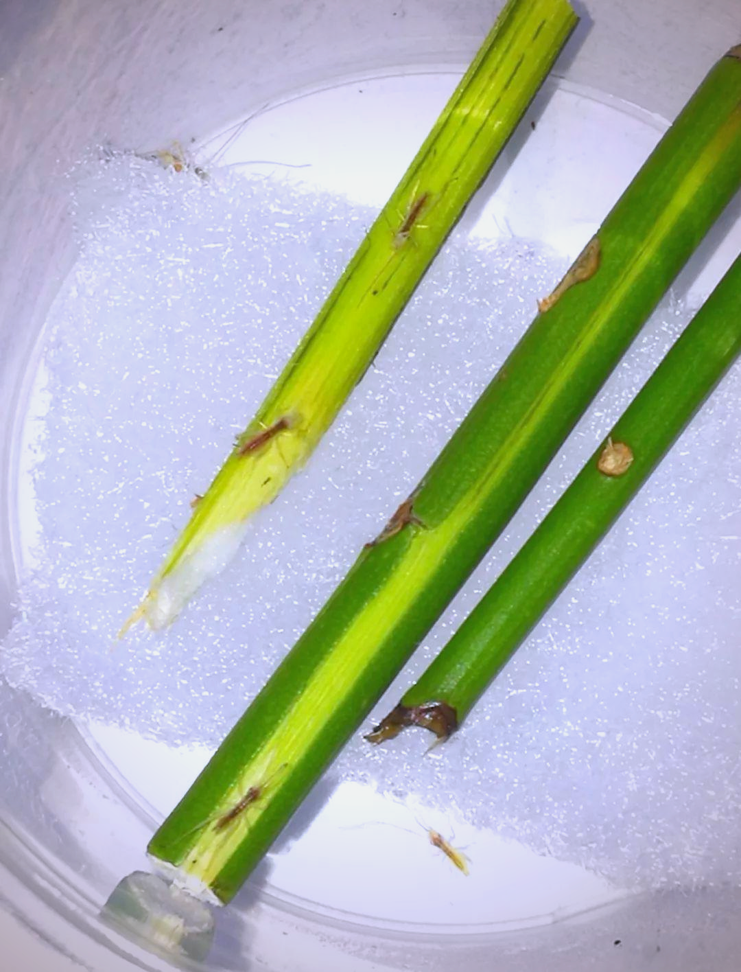 竹蛉饲养指南:从邂逅到精通,探索夜行昆虫的奇妙世界