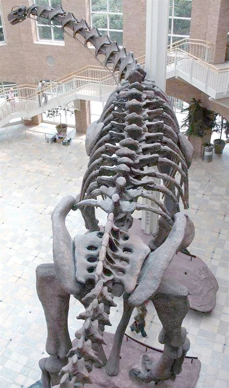 阿根廷龙:地球上曾经生活过的巨大陆地动物