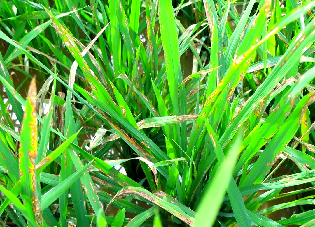 水稻的常见病害