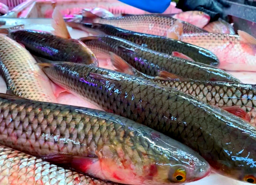 开凌梭鱼盛宴,品味黄河的鲜美传奇