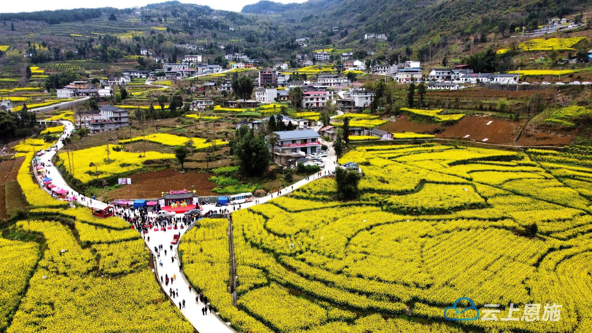 恩施屯堡乡田凤坪村的春天——"花的海洋"