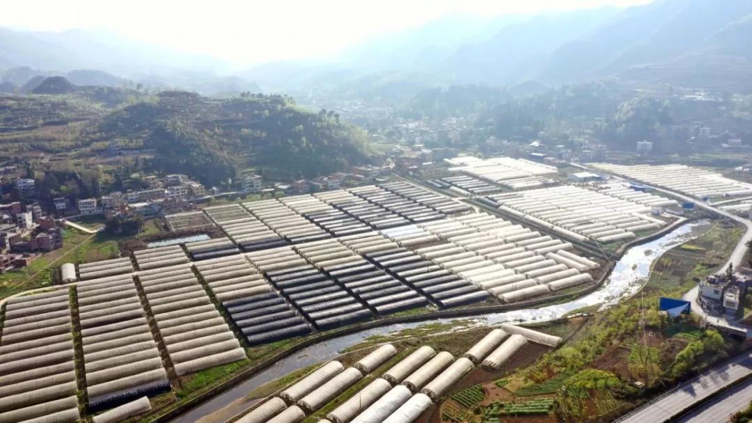 毕节乡镇党委统领合作社引起关注