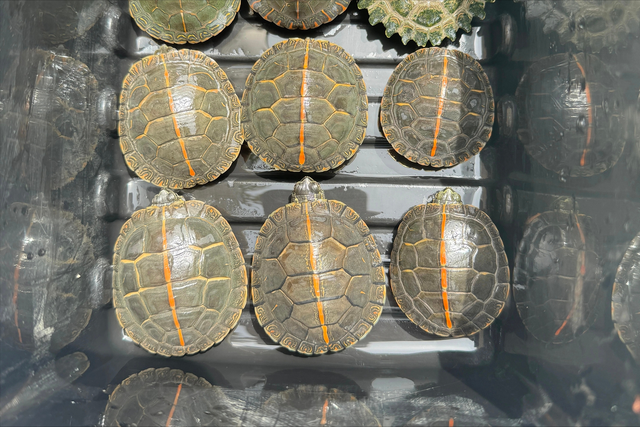 南部锦龟是什么龟?南部锦龟科普介绍,一文搞懂南部锦龟方方面面