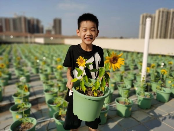 劳动创造幸福,小学生亲手在校园种下3000株向日葵