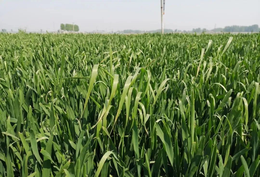 新生野麦子隐藏麦田,严重影响小麦产量!你家地里有没?
