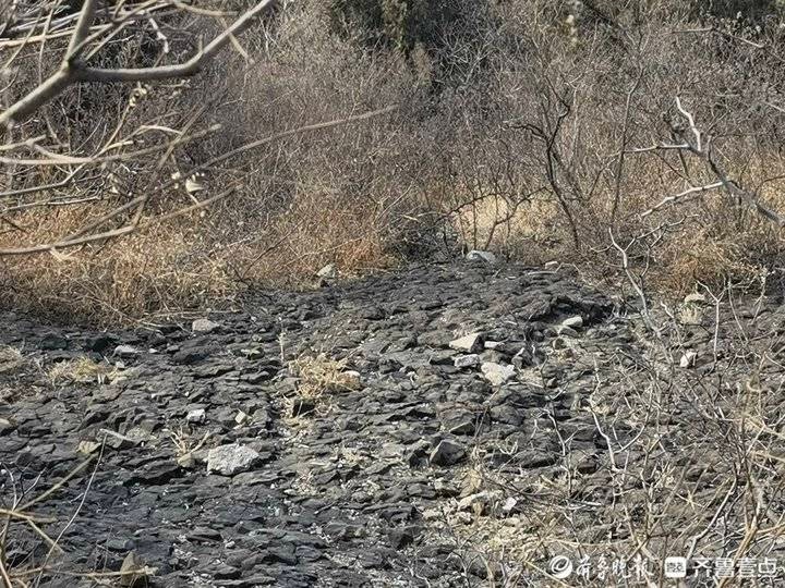 临朐火山口地质公园图片