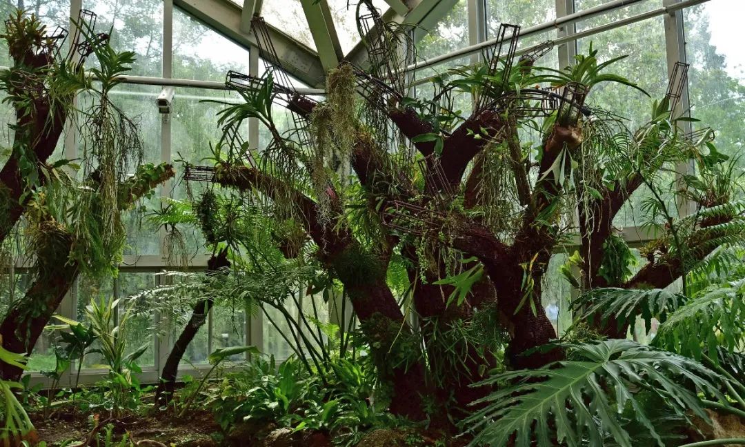 9月1日,上海植物园展览温室再次与你相约