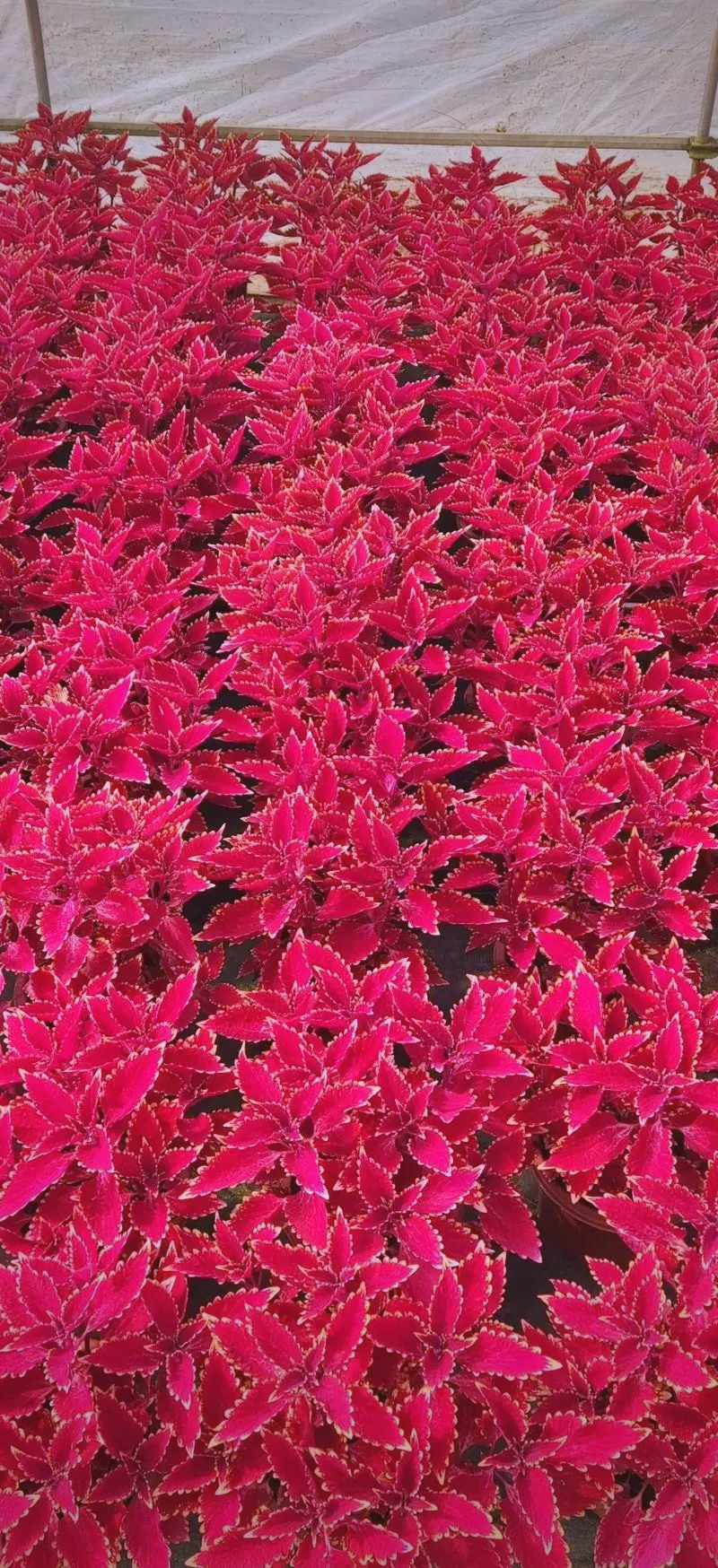 多种宿根花卉介绍及应用