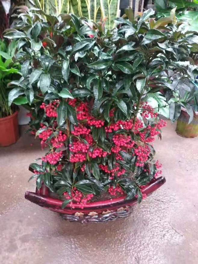 富贵籽日常养护注意这6点,挂果久,常年都有红果观赏