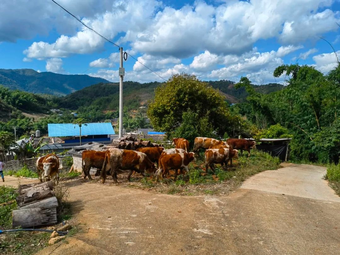 景谷县碧安乡扎实推进肉牛产业发展