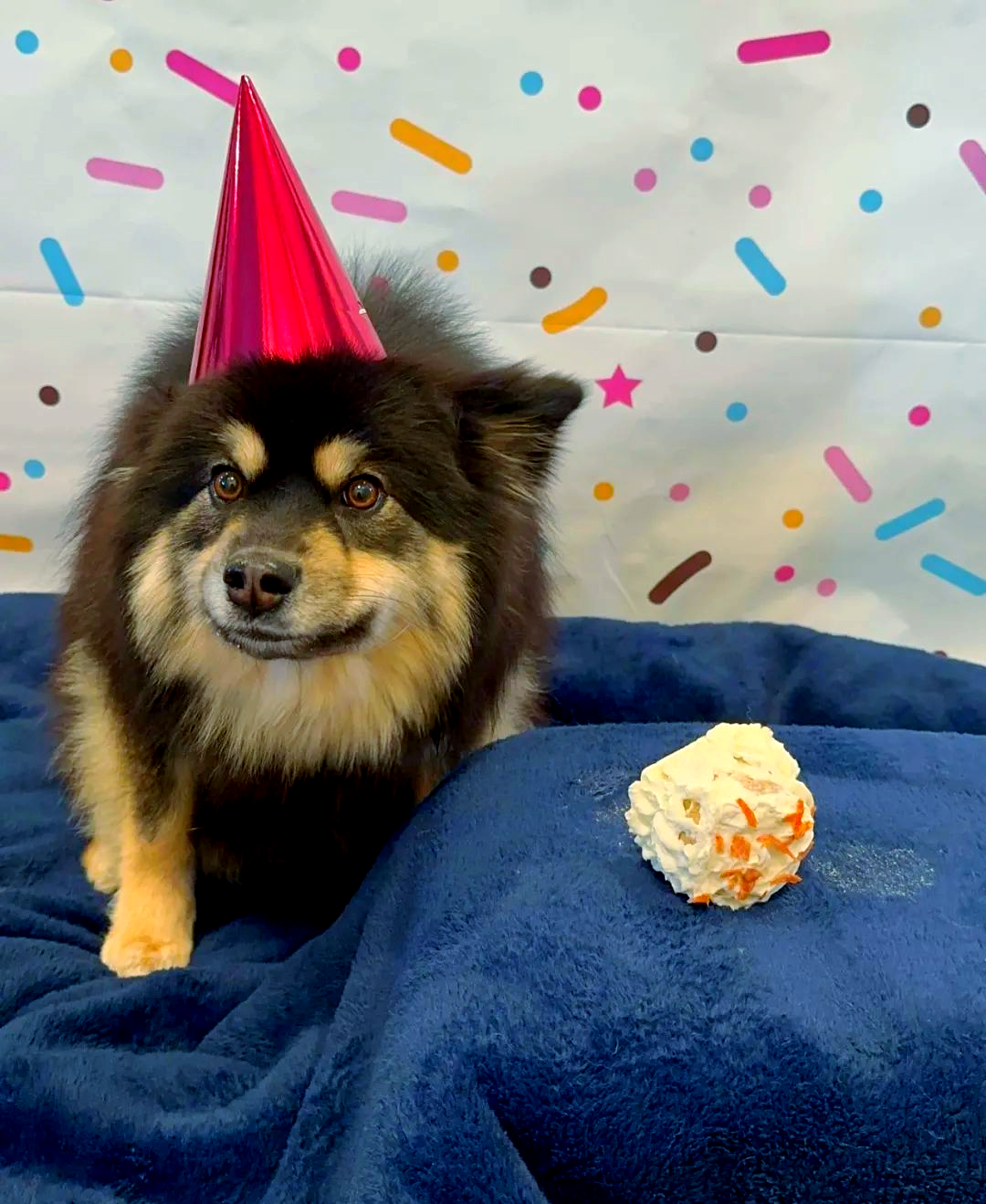 芬兰拉普猎犬:极地环境下的全能狗狗,介绍给圣诞老人吧!