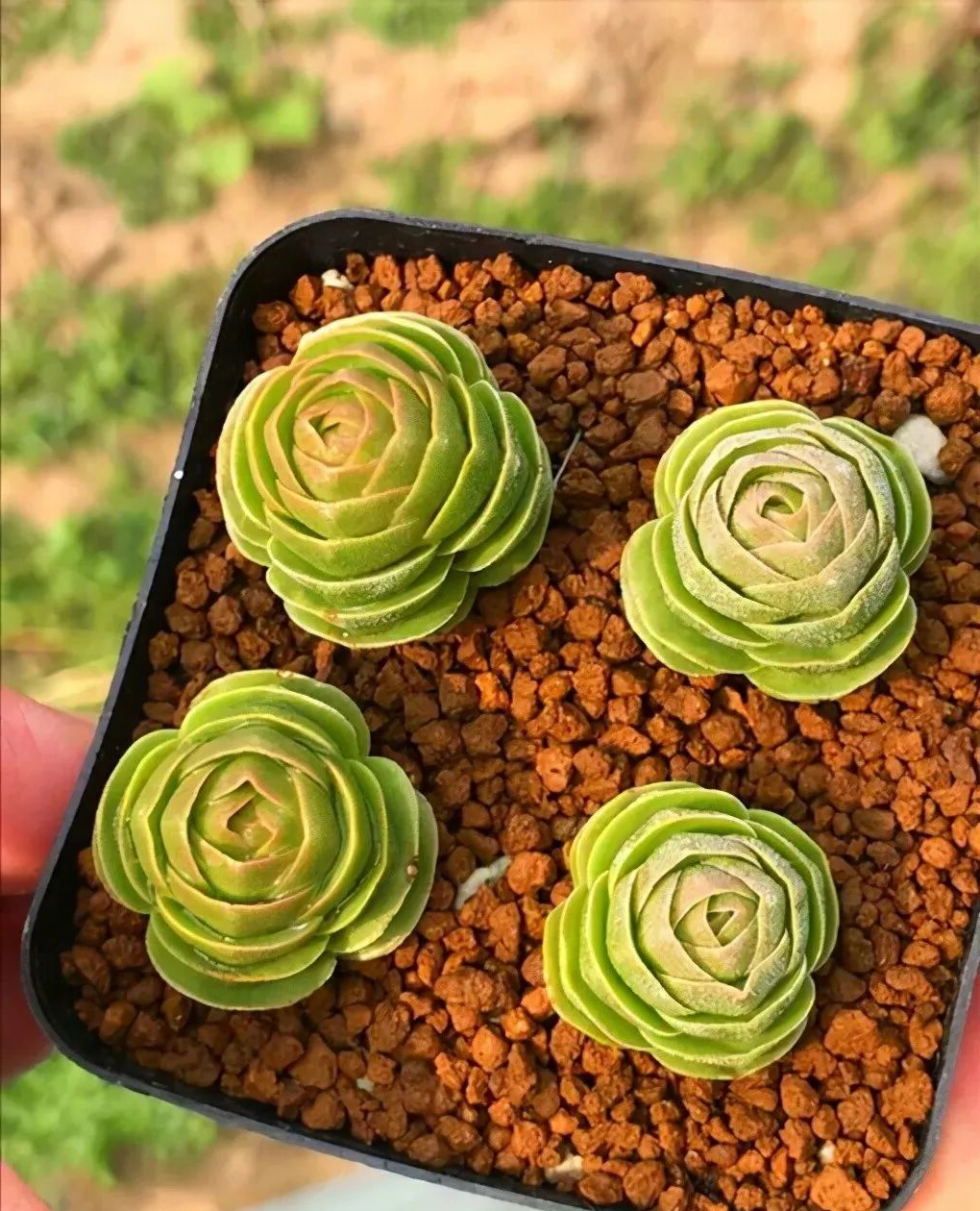 探秘青锁龙属:赏心悦目的多肉植物精选