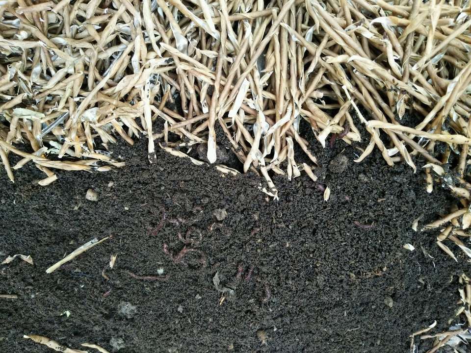 蚯蚓粪是"最全能"有机肥之王,用它养花有4个优势,3个技巧