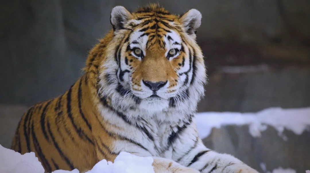 揭秘东北虎的真实实力:为何只能在西伯利亚生存?