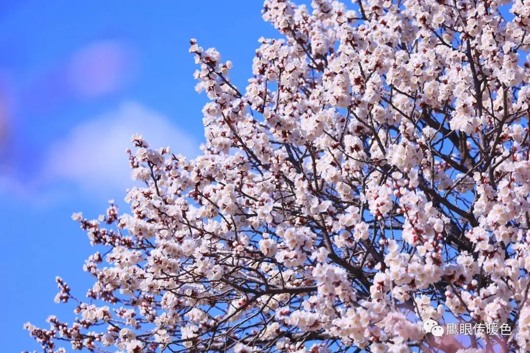 2024爱沈阳春天花正开沈阳24个重点场景