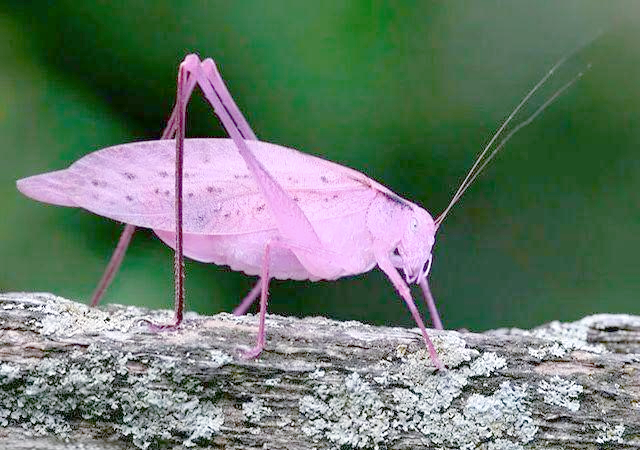 纺织娘的遗传过程中,我们揭示了一个引人入胜的规律:尽管粉色长翅螽斯