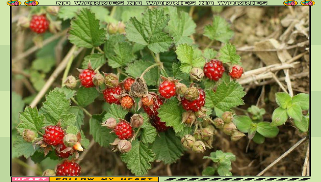 —茅莓,长大后发现其不仅是美食,还是一种具有多重