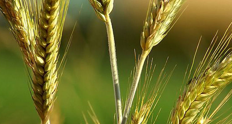 小麦和水稻是单子叶还是双子叶