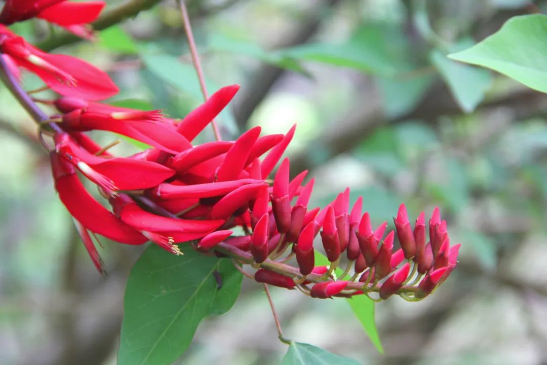 龙牙花开红似火