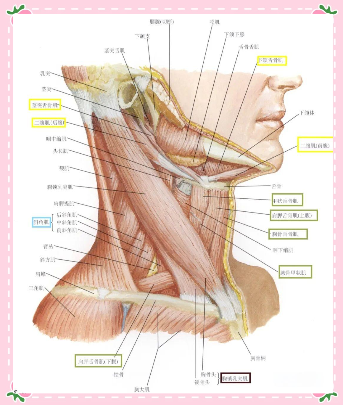 颈部肌肉的解剖与功能详解