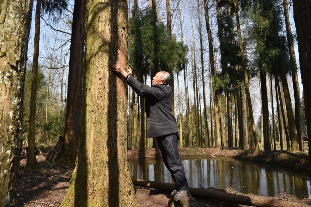 新华全媒 丨植树护林40余载,七旬老人王华文书写"绿意人生"