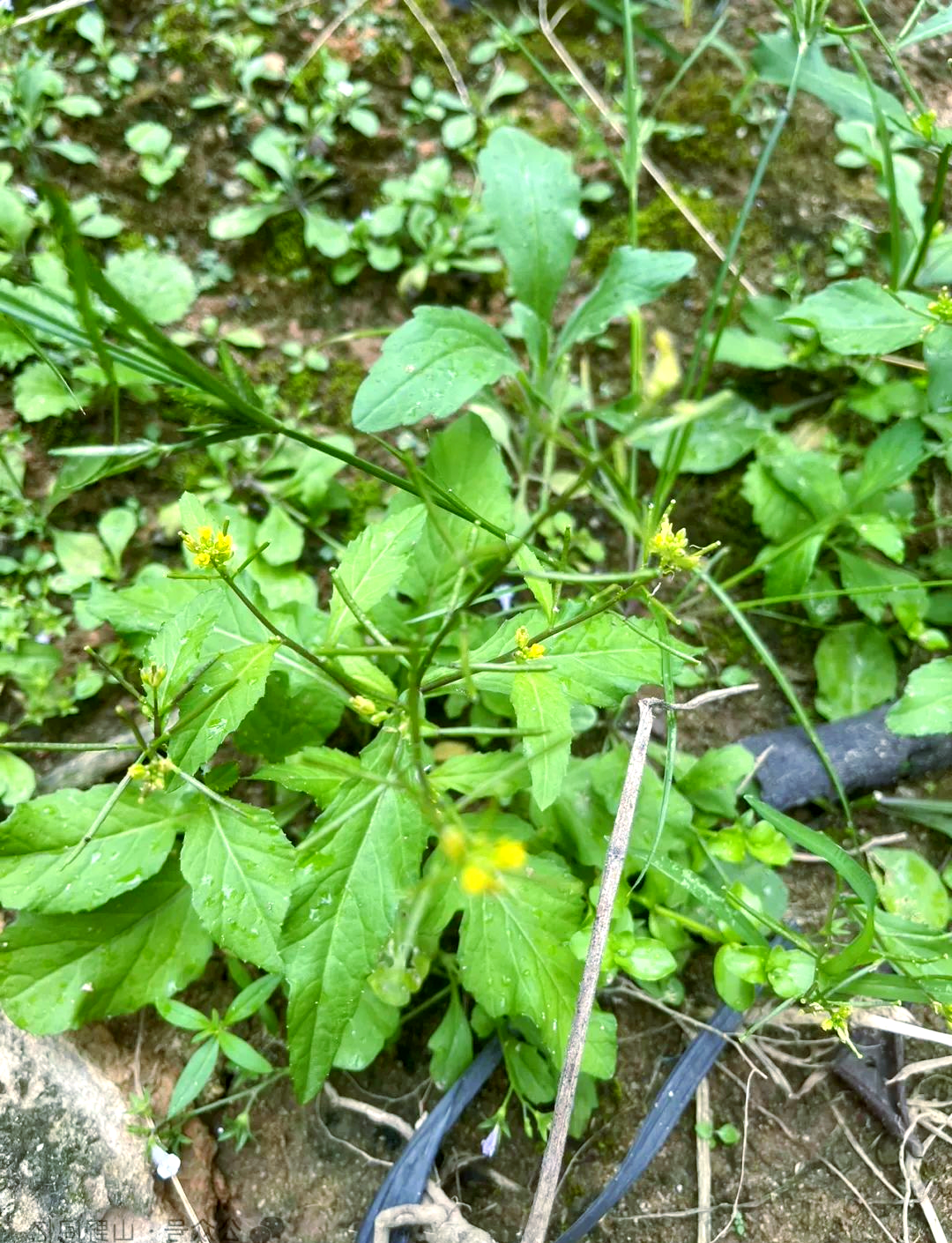 农村杂草——野油菜:多功效治疗的选择