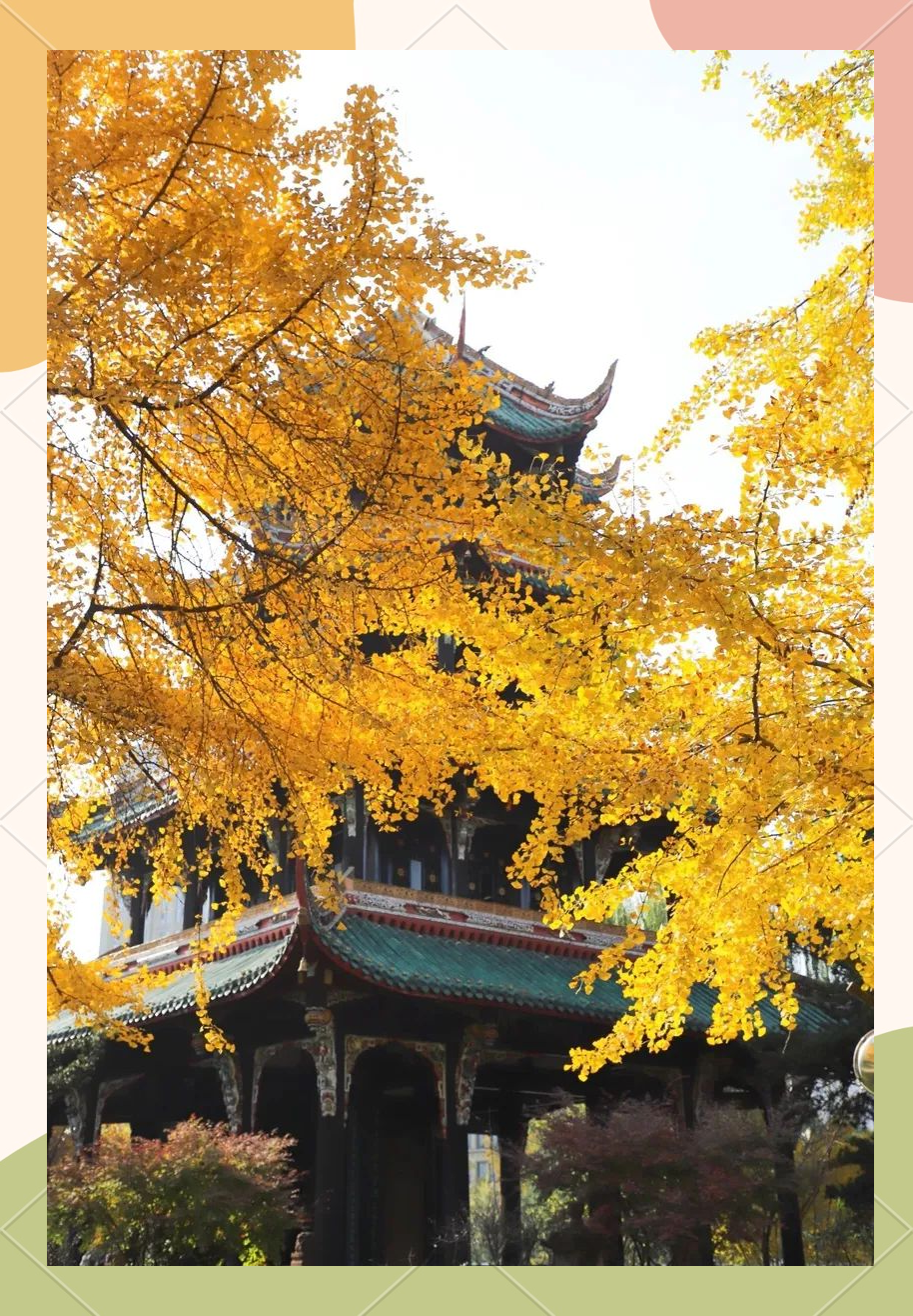 武侯区多处银杏观赏地推荐