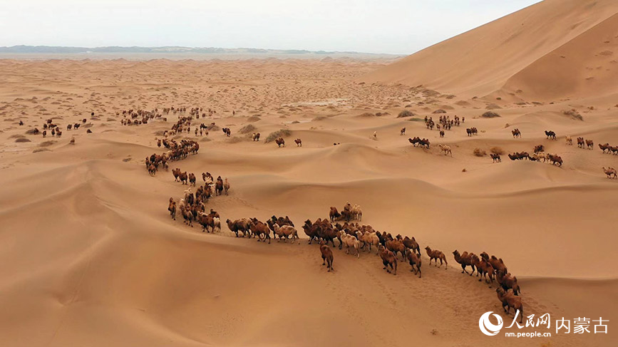 内蒙古阿拉善右旗:近500峰骆驼冬日震撼转场