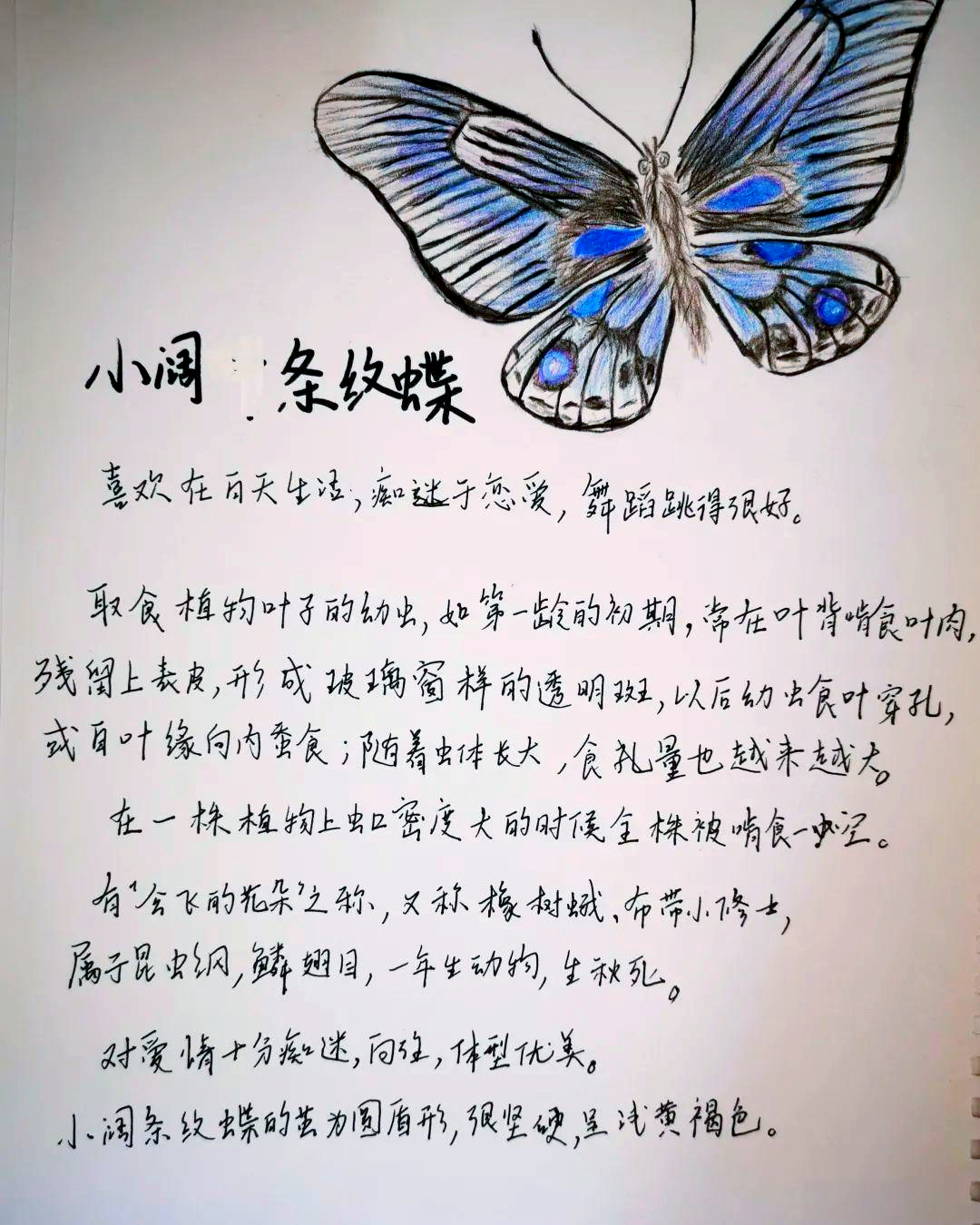 初二7班学生向世豪,在阅读《昆虫记》时,同样被书中描绘的昆虫世界所