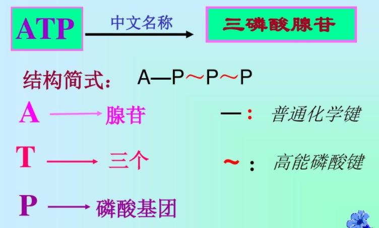 atp结构简式