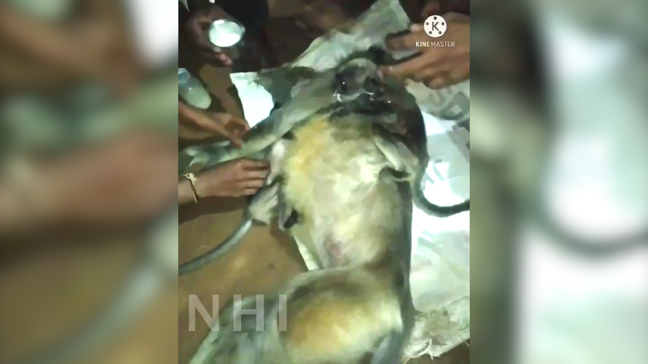 印度一只母猴触电而死 村民为其办葬礼