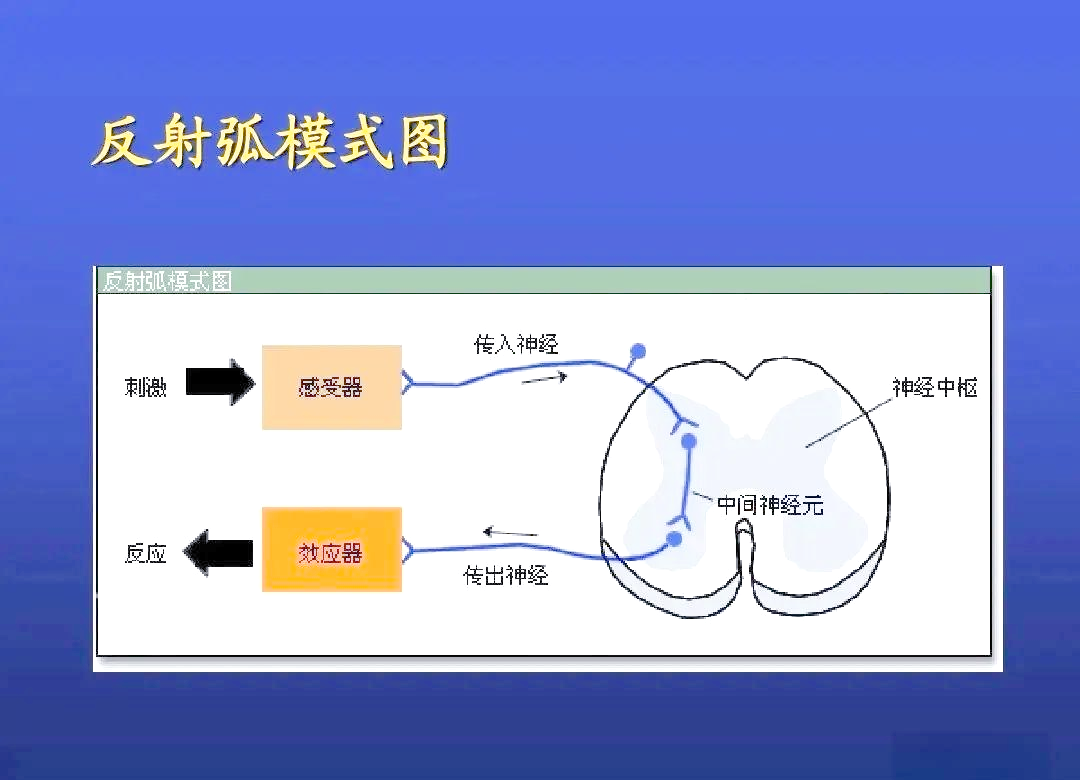 反射弧的结构与在神经活动中的作用