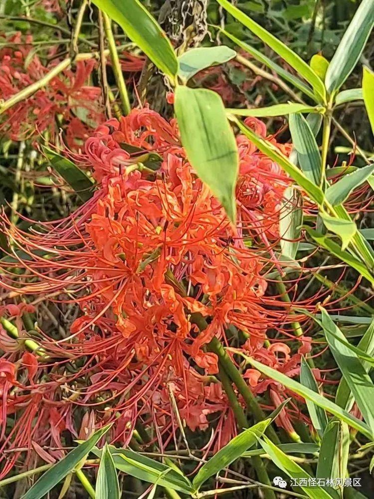 江西怪石林景区"石蒜花观赏季"