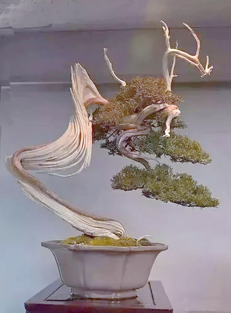 朽干式盆景:展现生命的顽强与神奇