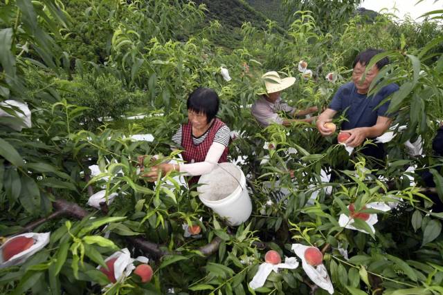 大观山的蜜桃熟了