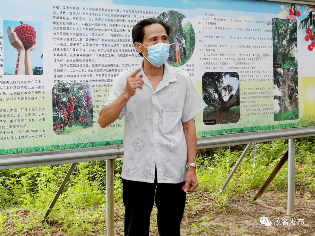 电白霞洞镇上河古荔园: 他义不容辞守护着千年古荔