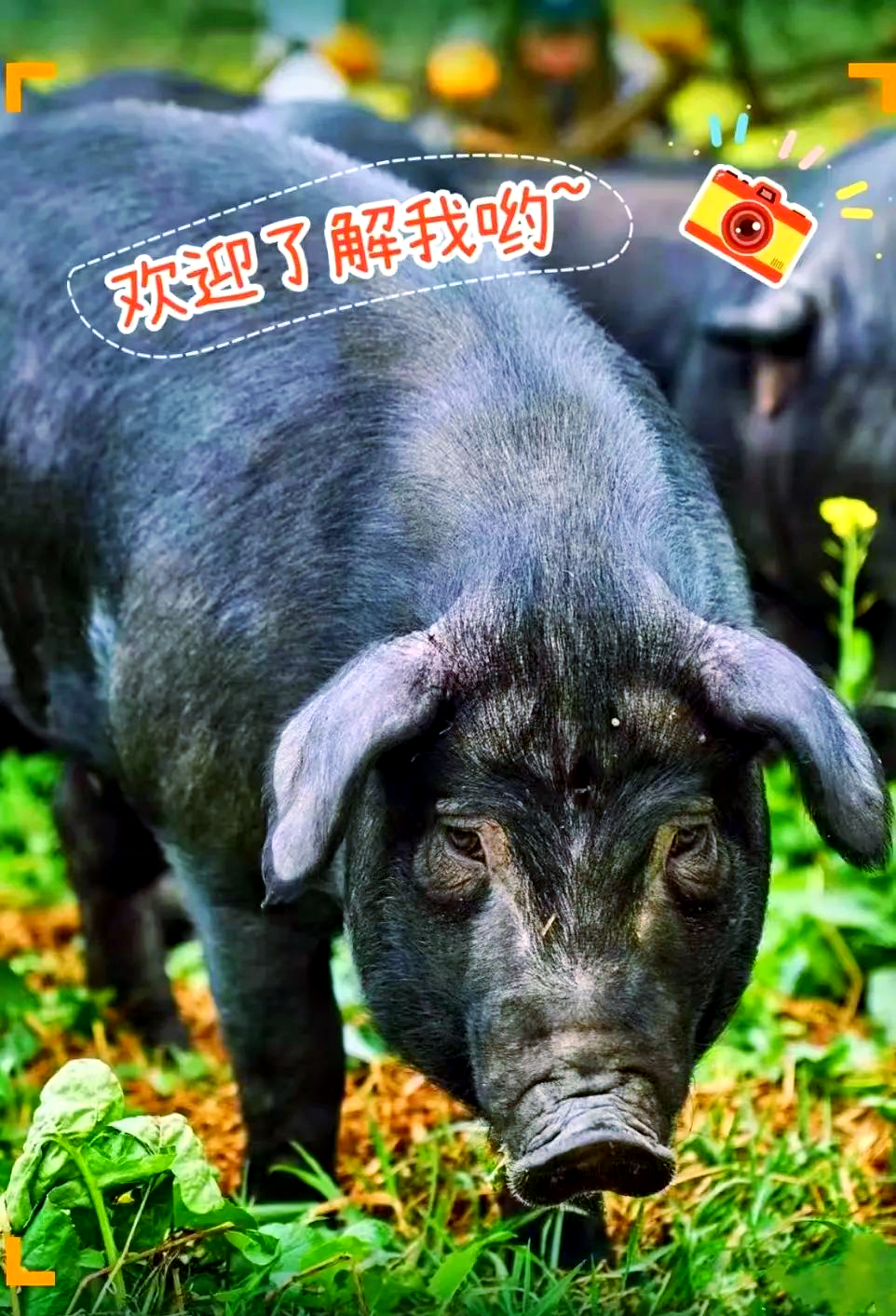 大邑黑猪:舌尖上的美食传奇