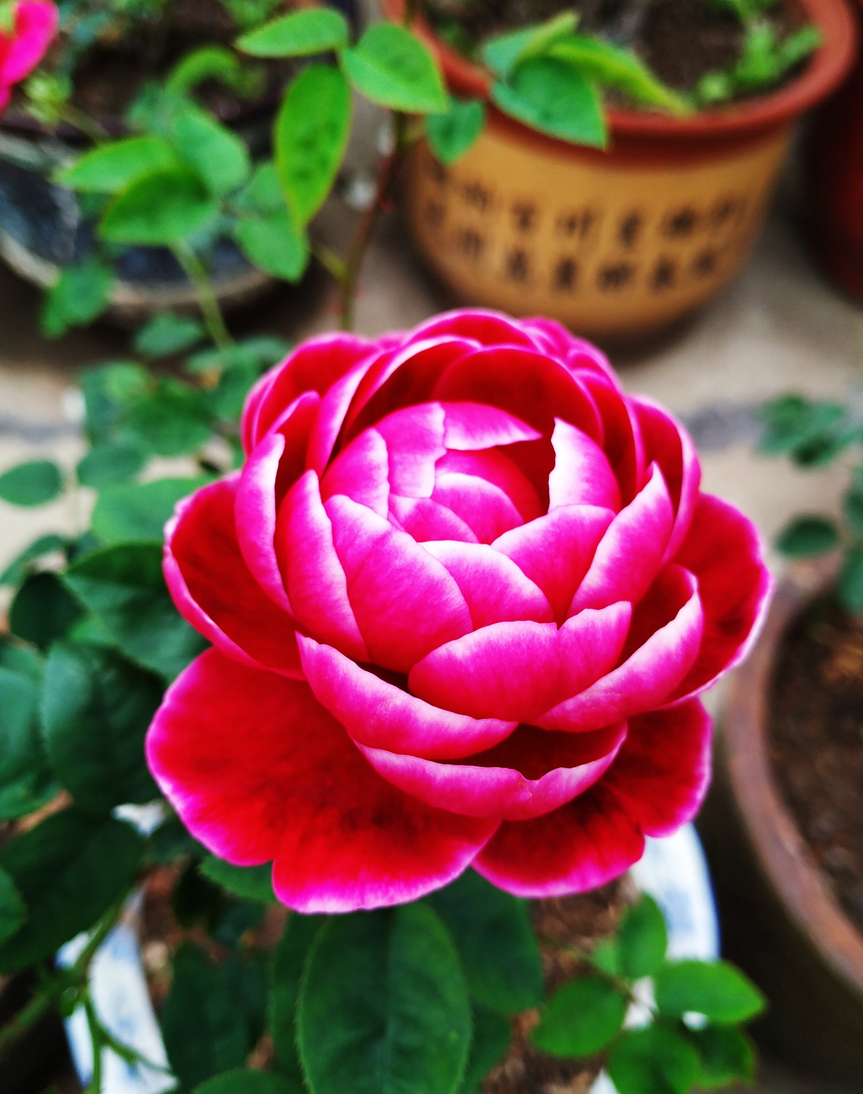 月季里的"妖花"——玛丽,颜值超玫瑰,香味胜茉莉,值得拥有!