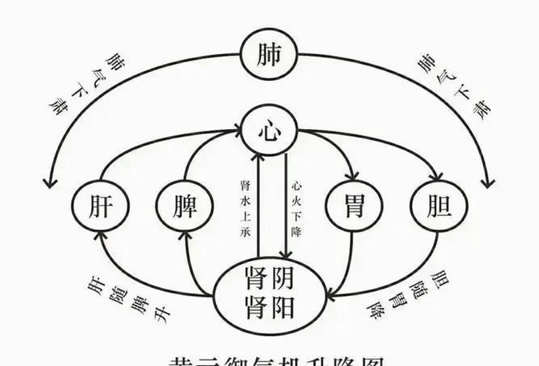 五脏之中,心肾是气化升降的根本,脾胃居于中焦,为升降之枢纽,而肝肺