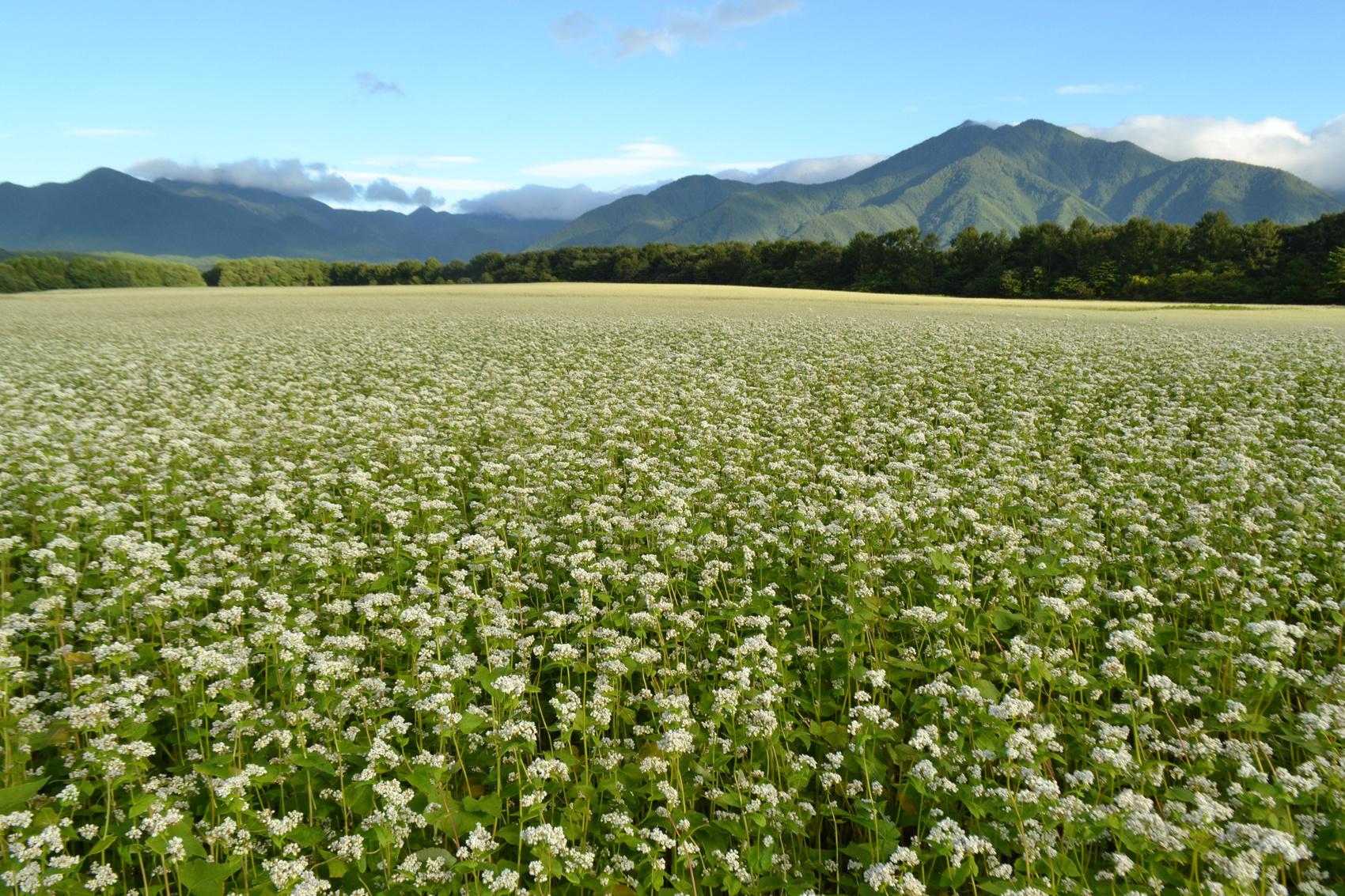 市场解码丨大凉山黑苦荞卖进肯德基,四川农产品如何进入国际供应链?
