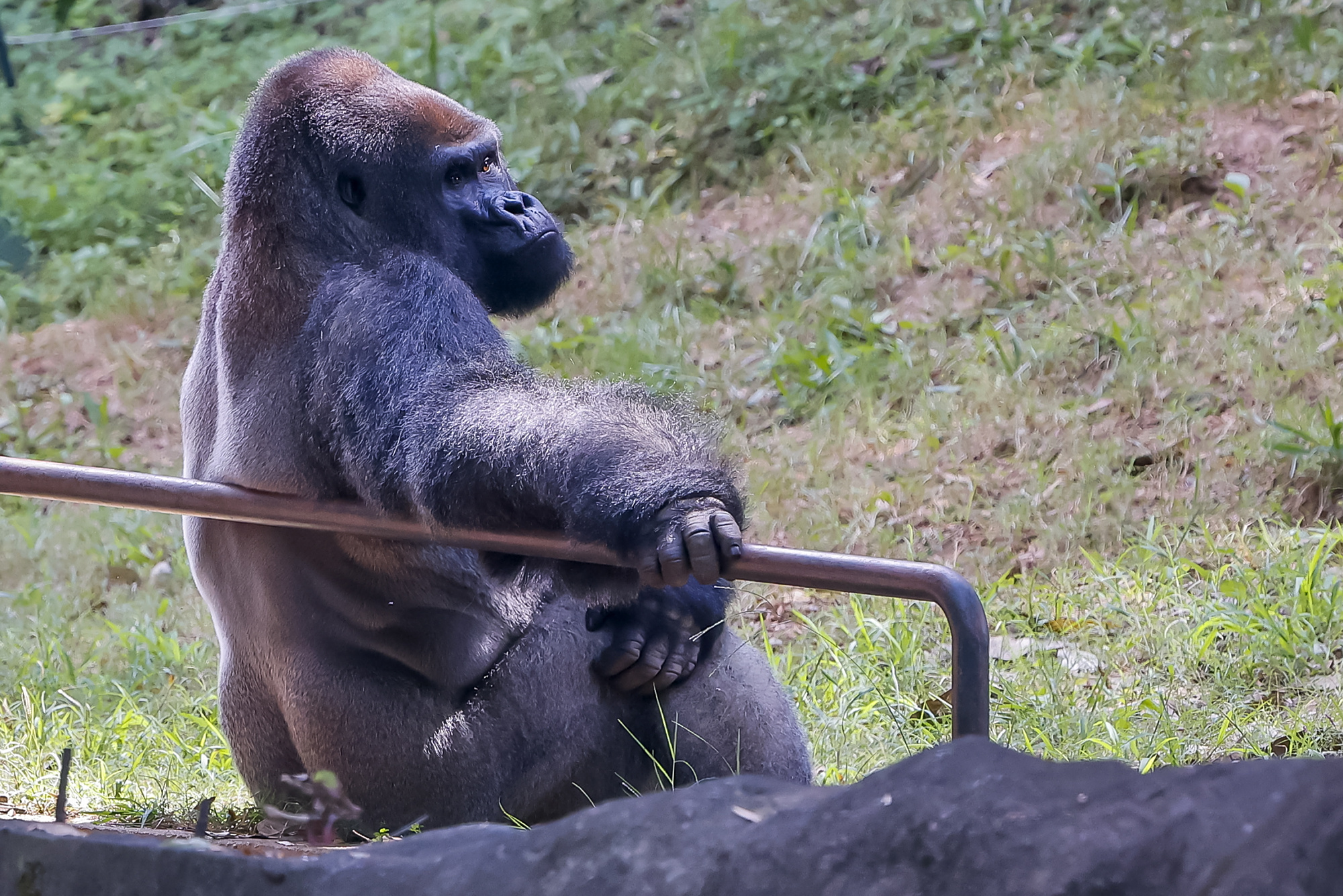 (4)美国亚特兰大动物园多只猩猩感染新冠病毒