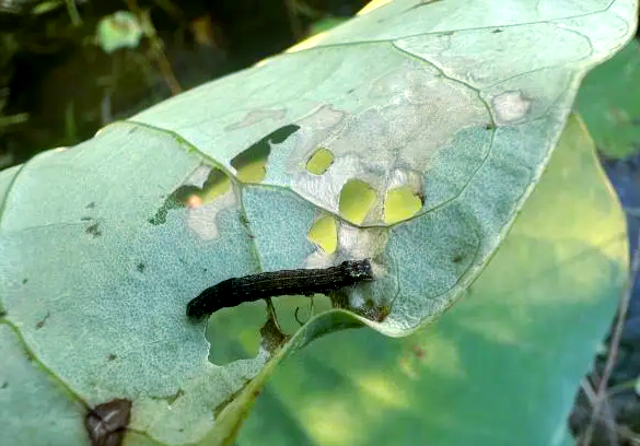植物医生揭秘:斜纹夜蛾的暴食与防治方法
