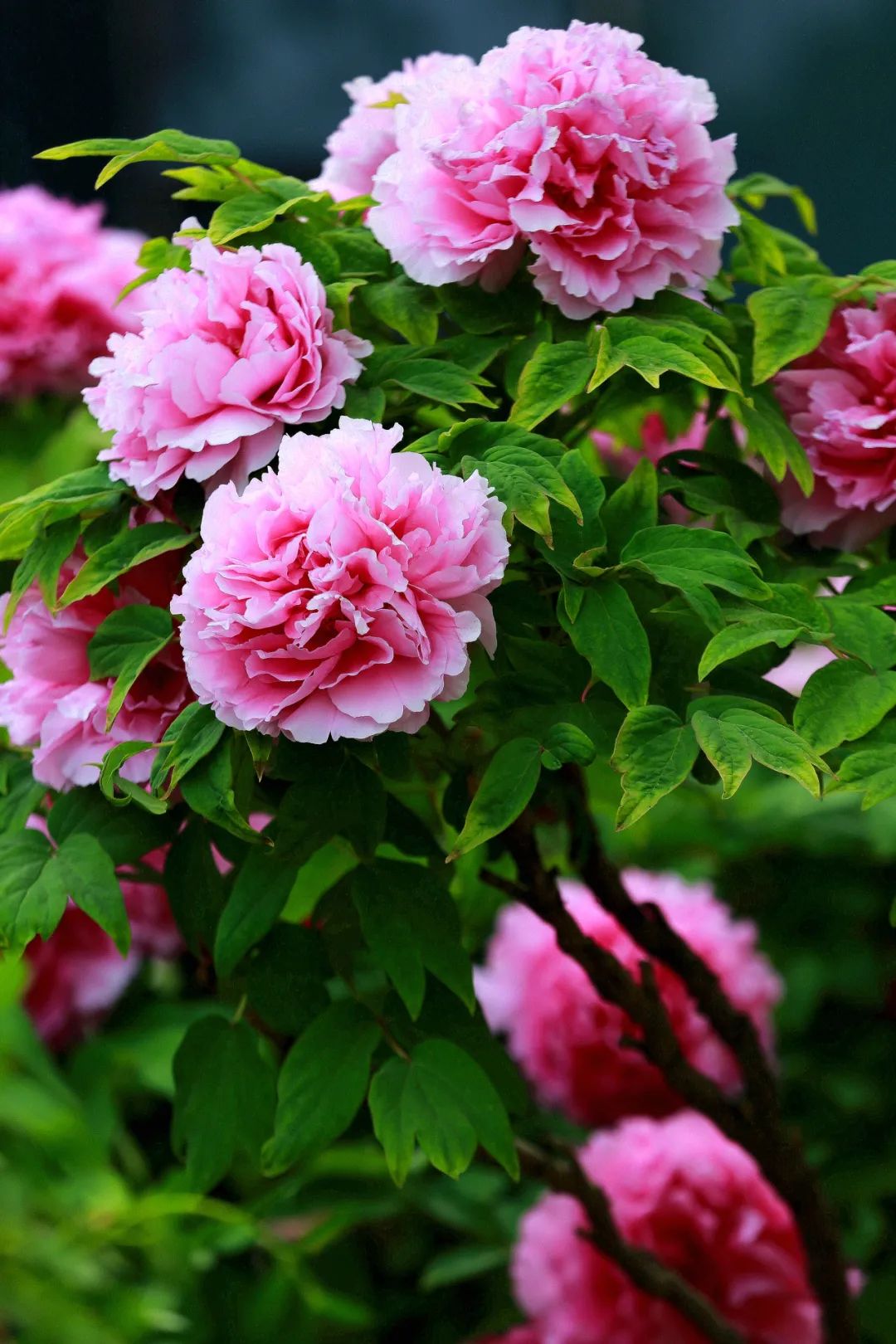 菏泽牡丹到底有多绝?让无数人为之奔赴