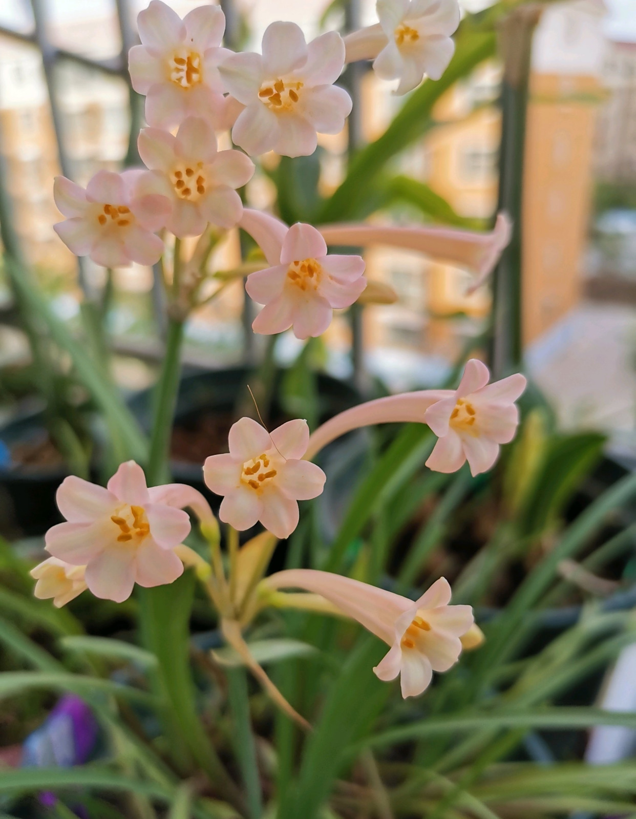 秋冬适合养"垂筒花",冬春就有花看,花朵又美又香,新手也能养