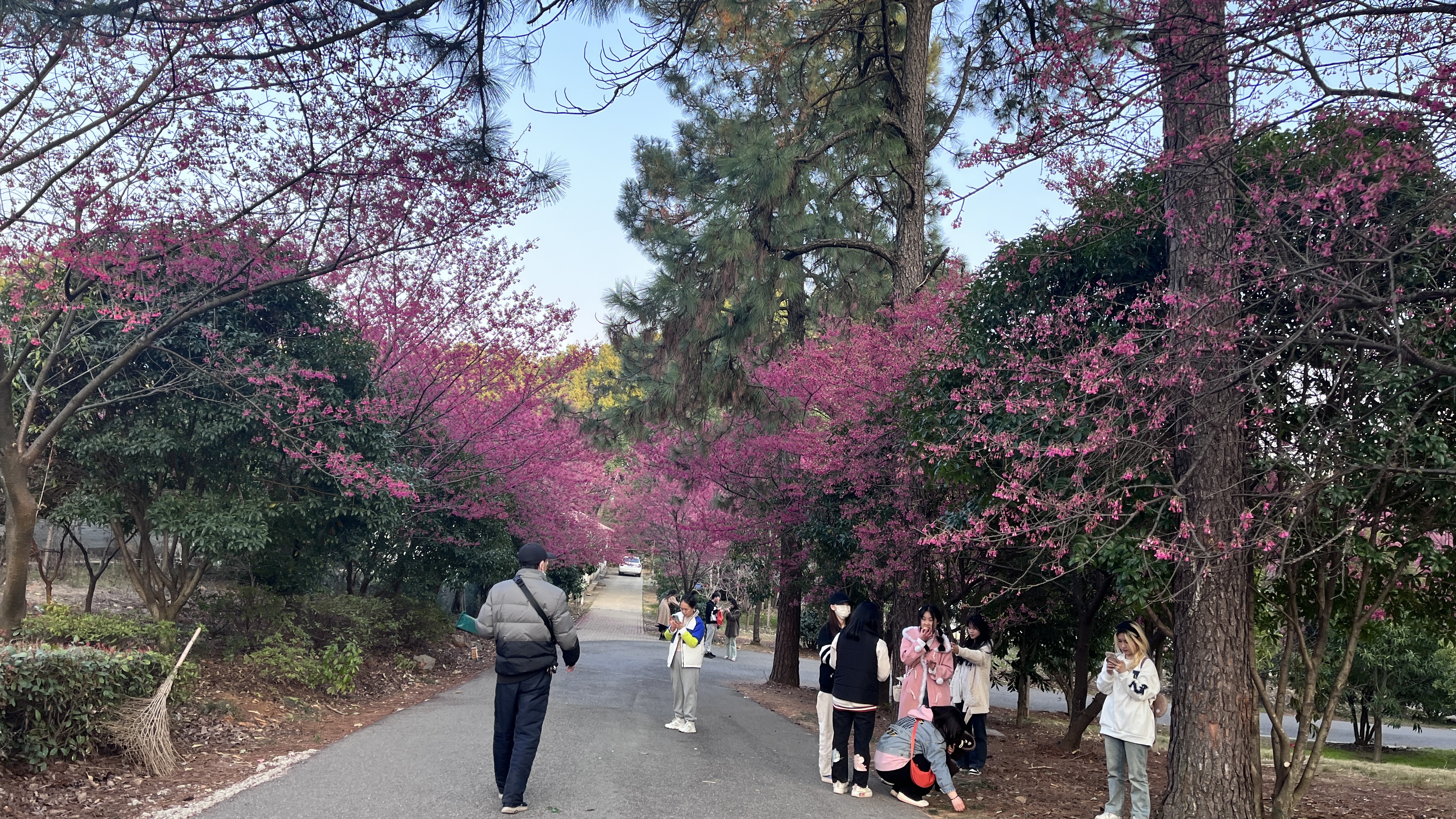 视频|春意渐浓!江西省林业科学院樱花迎春绽放 吸引众多市民打卡拍照