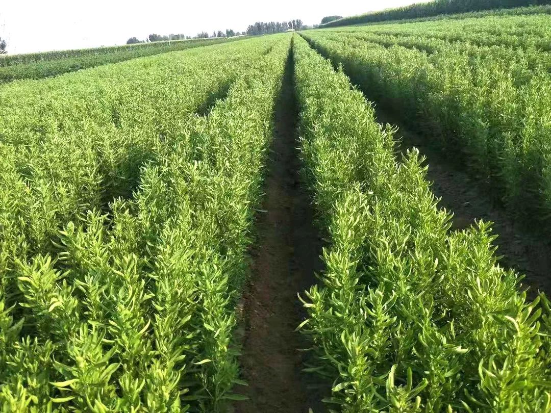 甜叶菊图片 种植图片