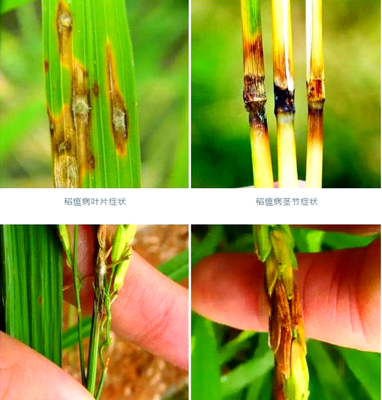 水稻稻瘟病全面防治策略,保障水稻健康生长